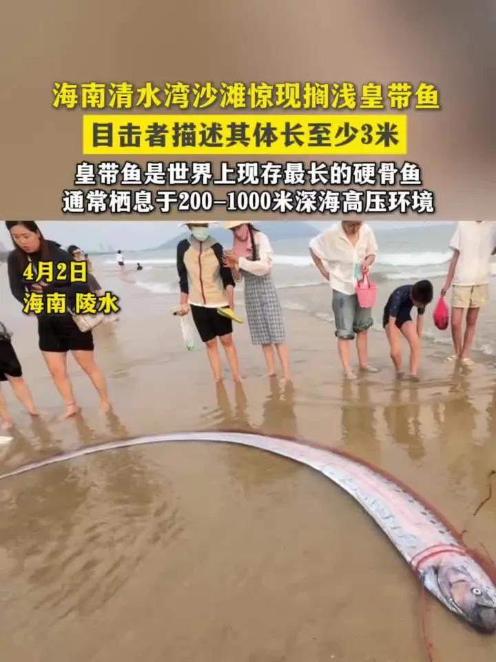 4月2日,海南陵水清水湾沙滩惊现一条体长超3米的巨型皇带鱼搁浅,多名游客尝试将其拖回大海#