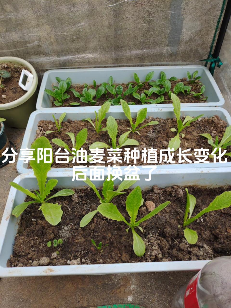 阳台种菜 分享油麦菜的成长变化 学种菜 自己种的纯天然的绿色蔬菜