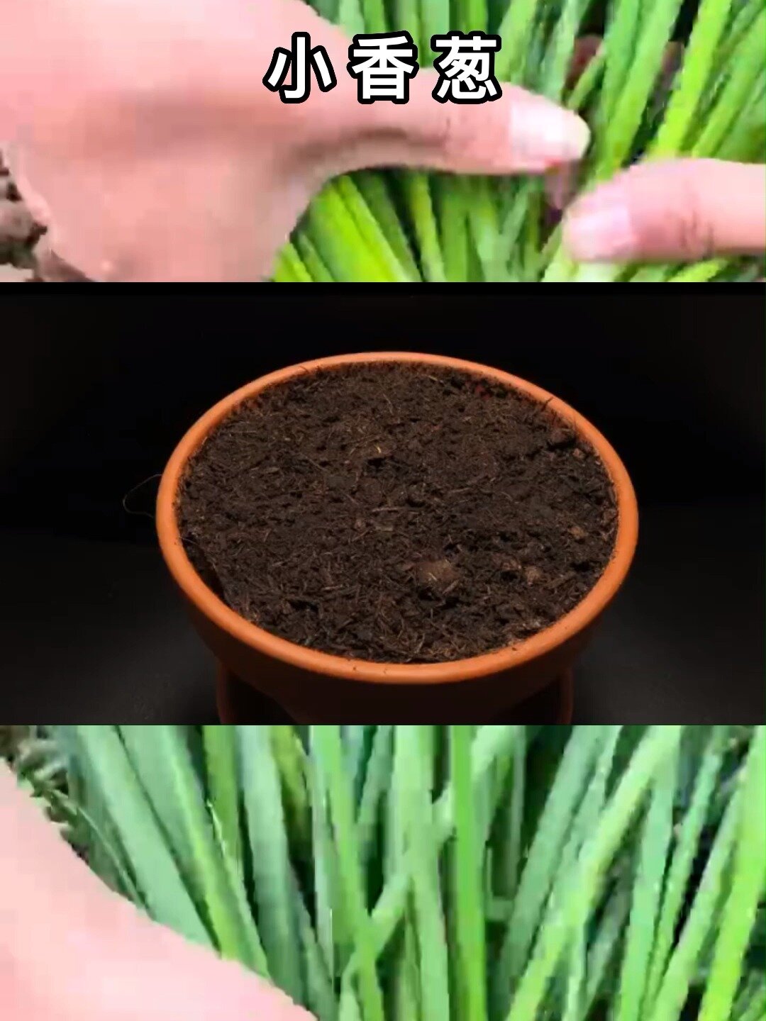 香葱发芽生长过程观察