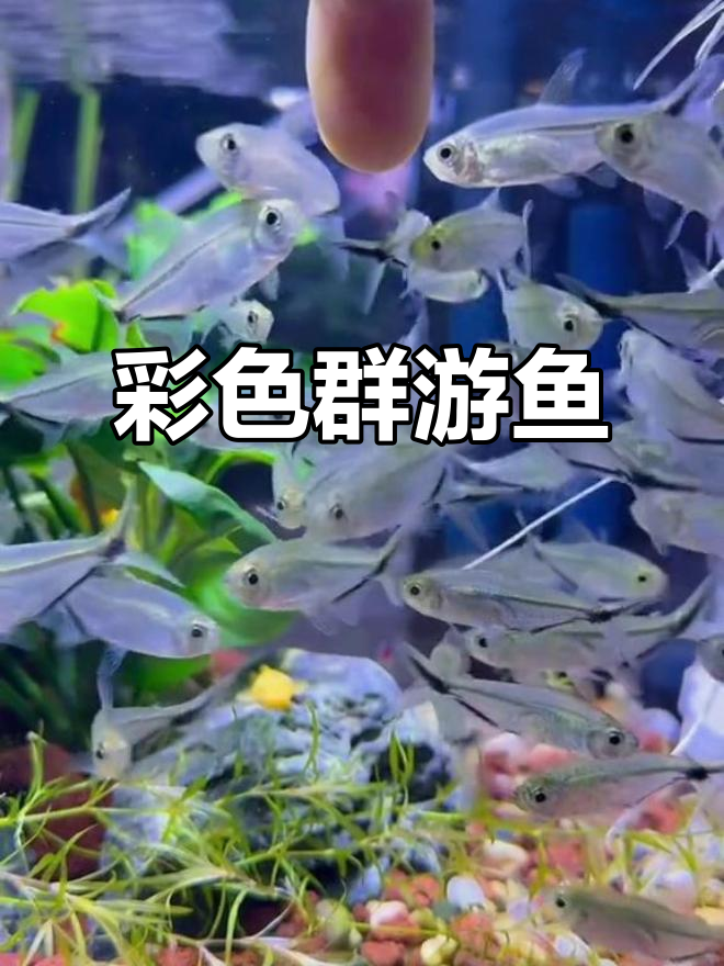 黑尾大勾鱼,色彩鲜艳,群游壮观,适合新手饲养