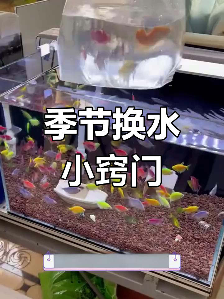 换季时,养鱼必备亚甲基蓝,轻松呵护鱼儿健康