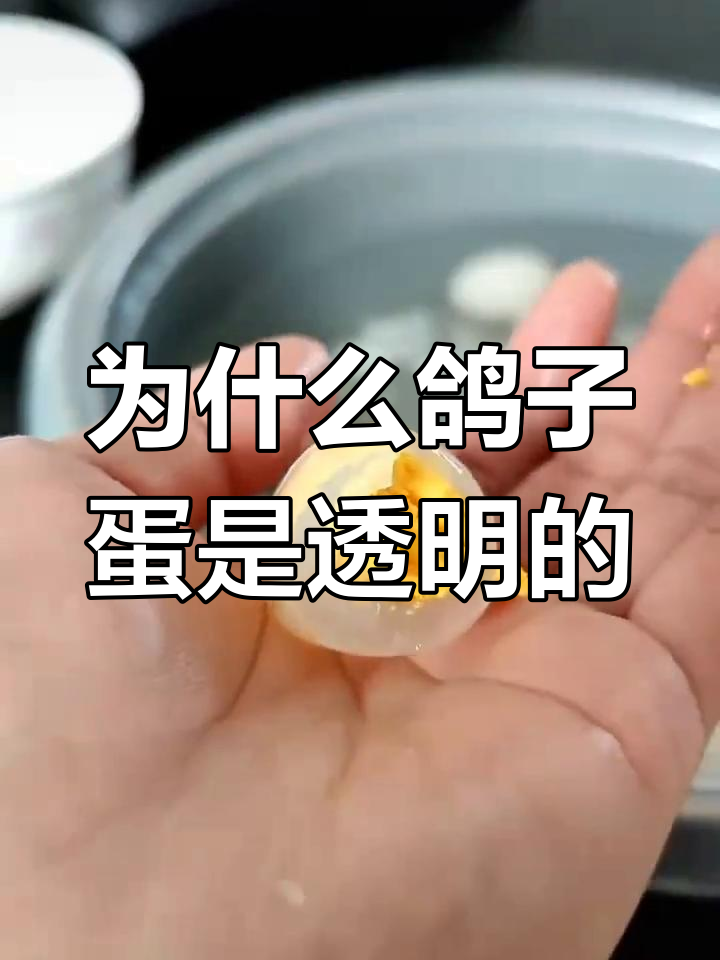 鸽子蛋煮熟后为何是透明?揭秘蛋白的秘密