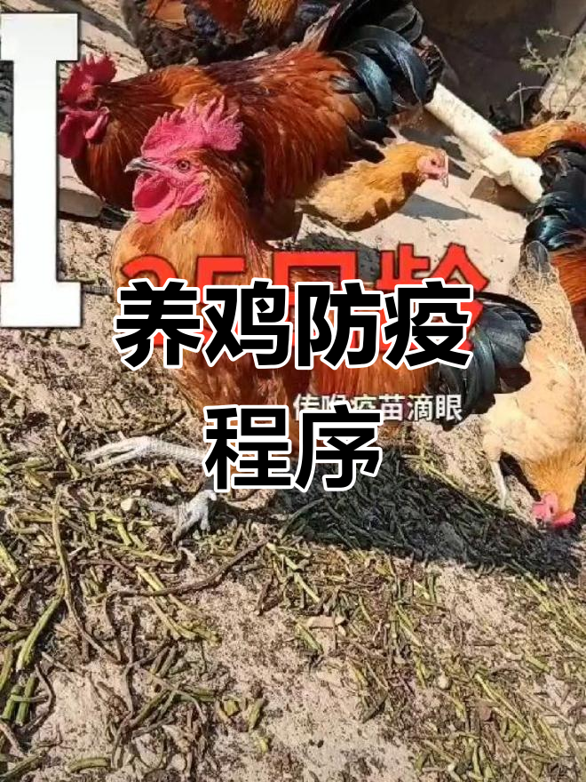 土鸡免疫全攻略:疫苗接种时间表与注意事项