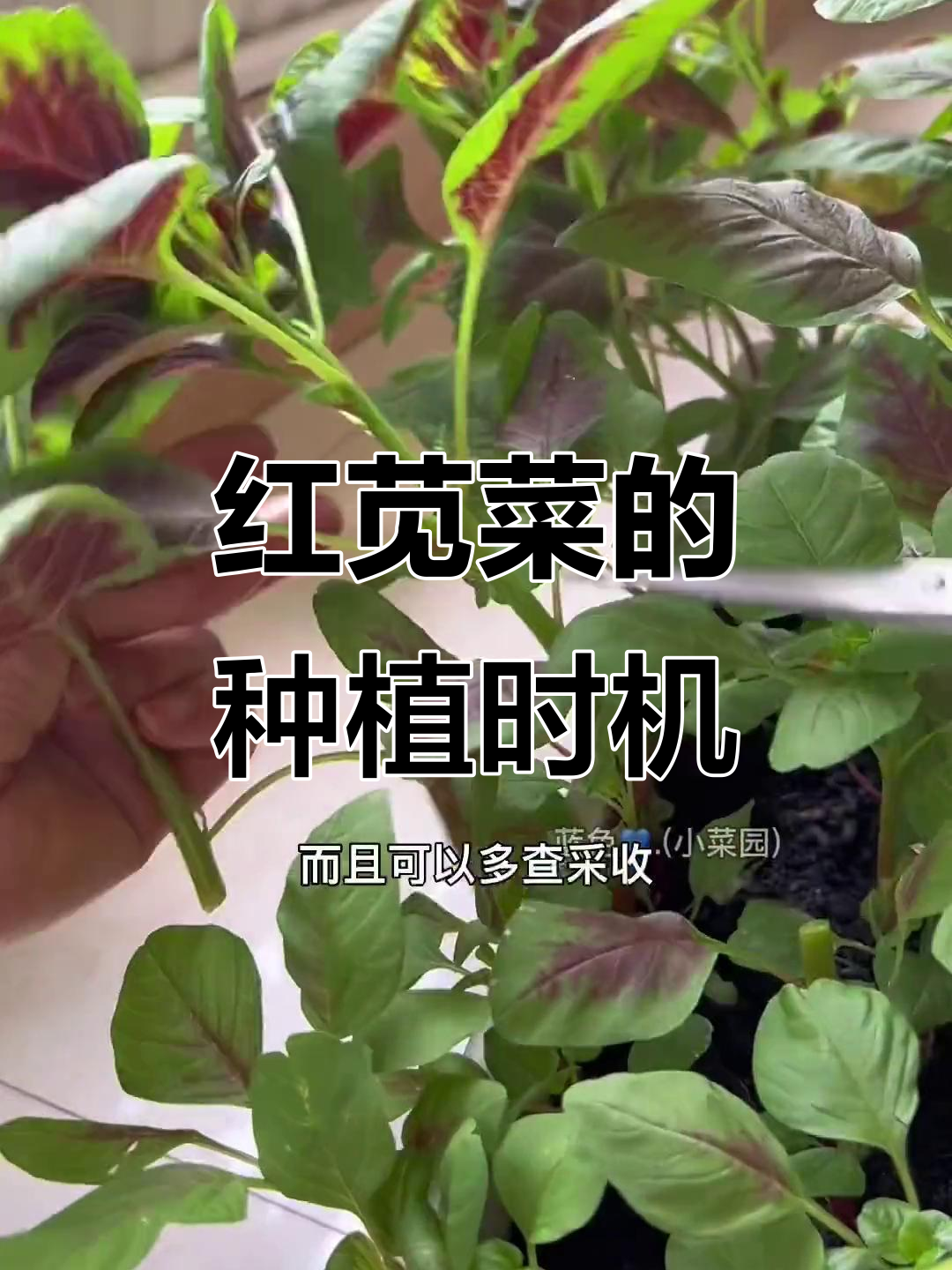 红苋菜营养丰富,种植正当时,赶紧试试吧!