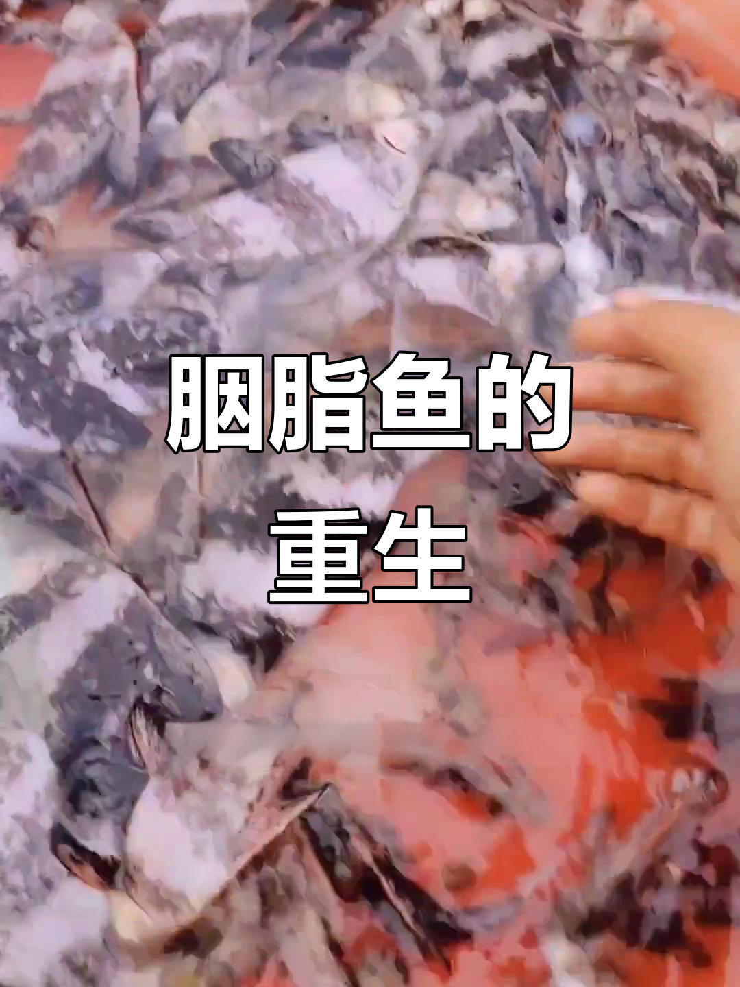 胭脂鱼濒危,人工繁育助力保护与经济双赢