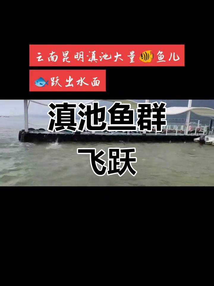 昆明滇池惊现大量鱼儿跃出水面,场面壮观