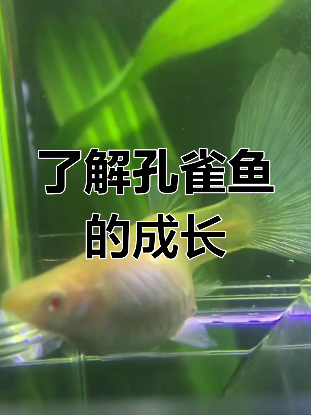 孔雀鱼的一生:从卵到宝宝的奇妙旅程