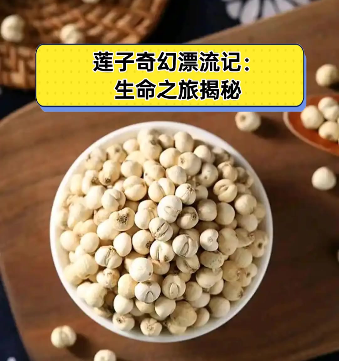 莲子奇幻漂流记:生命之旅揭秘