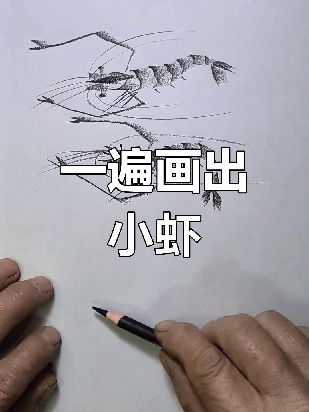 轻松学会画小虾,简单又好看