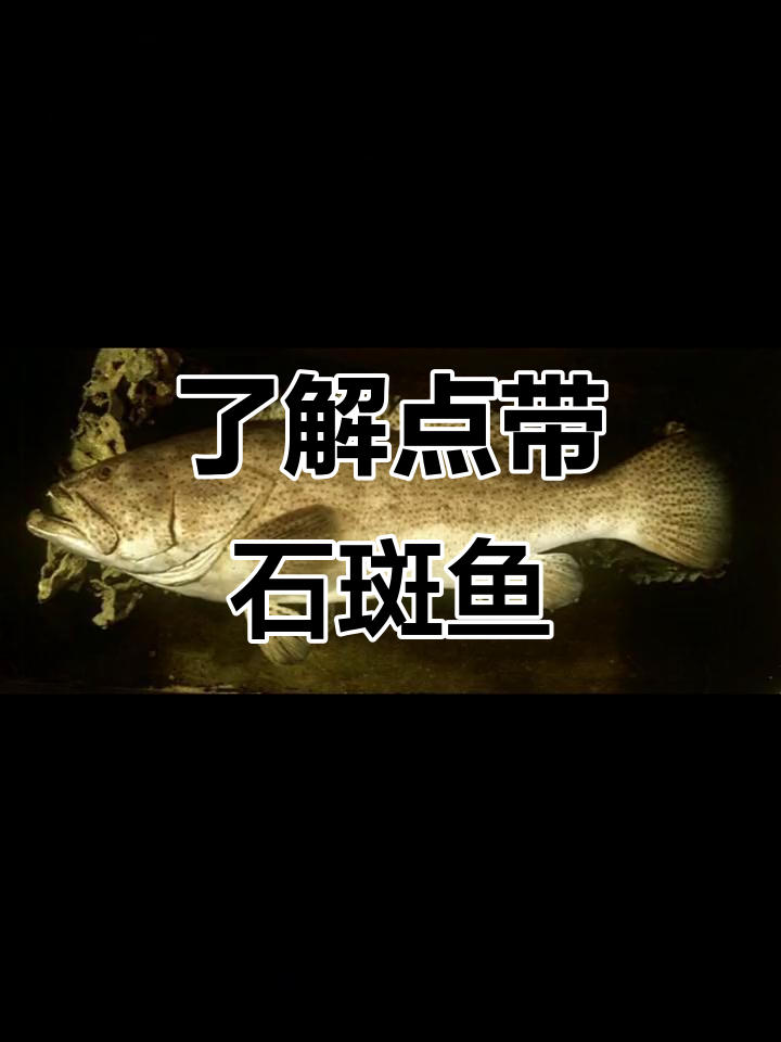 点带石斑鱼:从幼鱼到成鱼的成长与栖息地揭秘