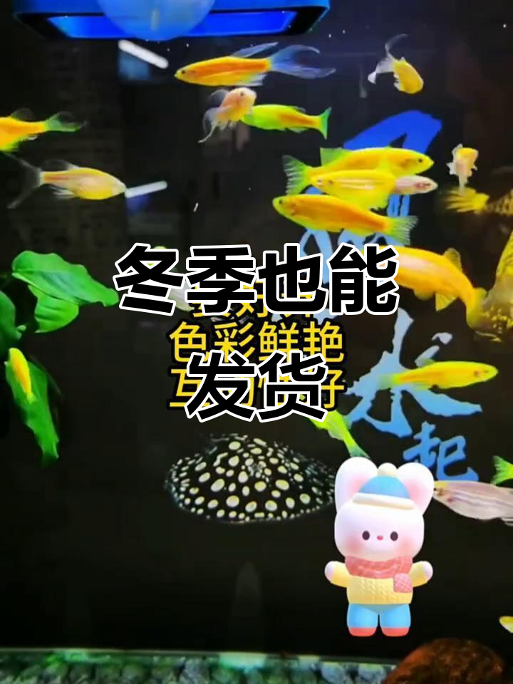 糖果斑马鱼,零下20度也能发货,包邮保证不损!