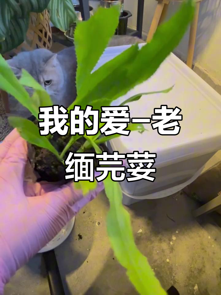 老缅芫荽:我的最爱,香气扑鼻!