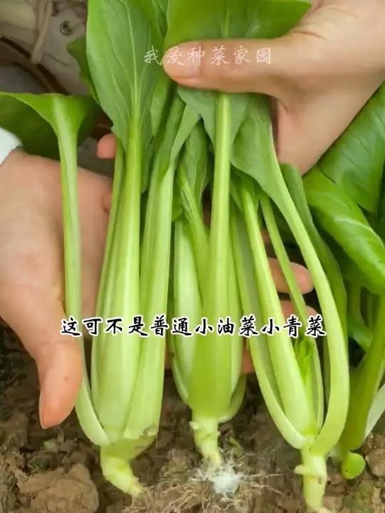 青菘菜生长快口感嫩,耐寒耐热种植简单 我的小菜园 田园生活 小菘菜