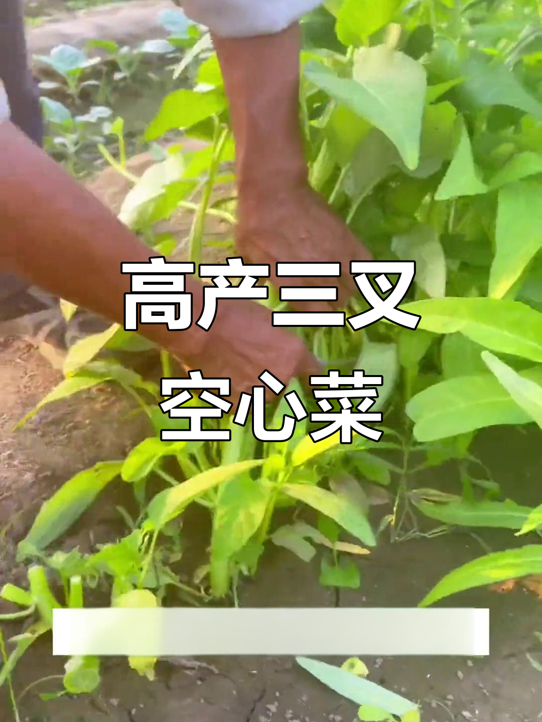 三叉空心菜,一棵顶三棵!南方四季都能吃