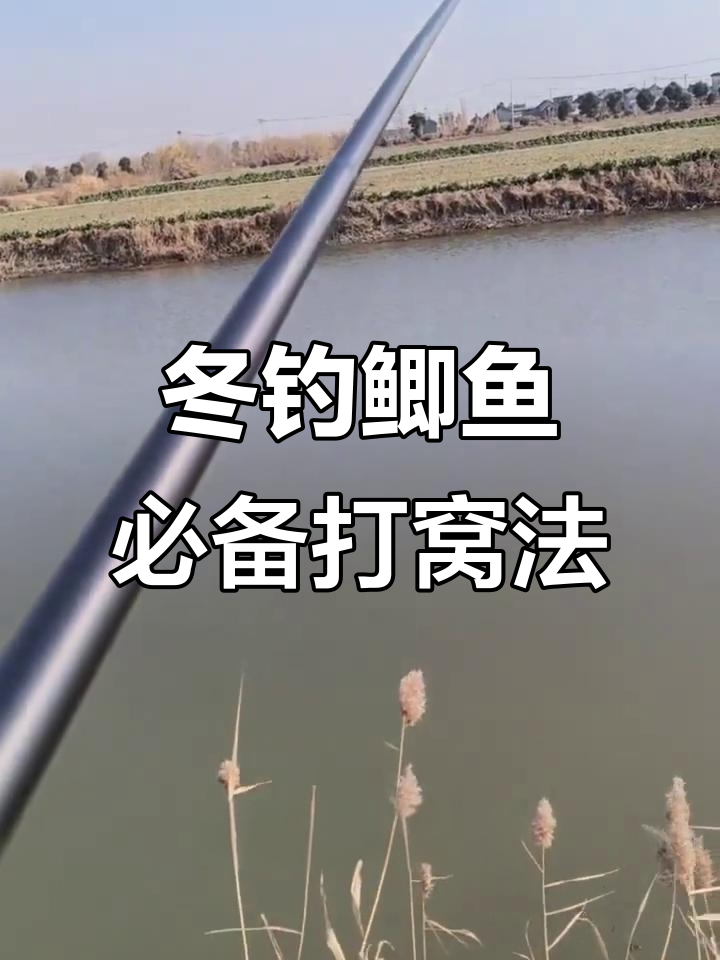 冬季钓鲫鱼技巧大揭秘,学会这些打窝口诀轻松渔获满满
