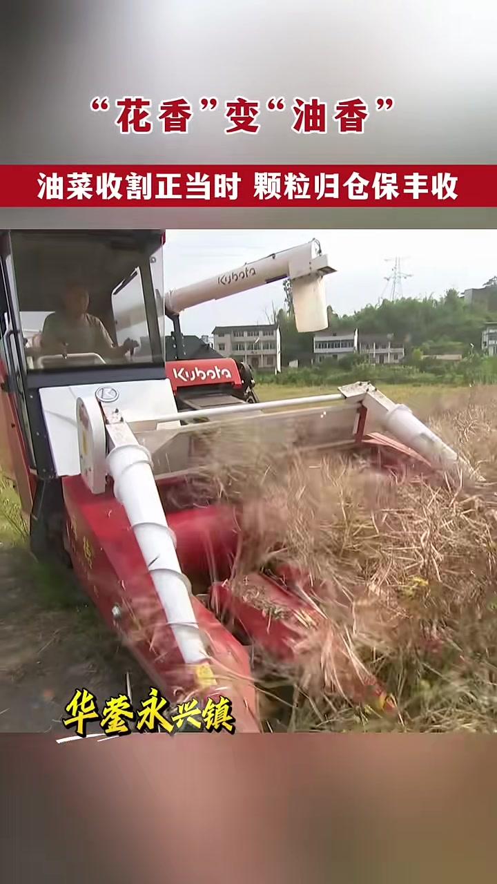 “花香”变“油香”！油菜收割正当时颗粒归仓保丰收#现代农业机械#丰收的季节#油菜#农业机械