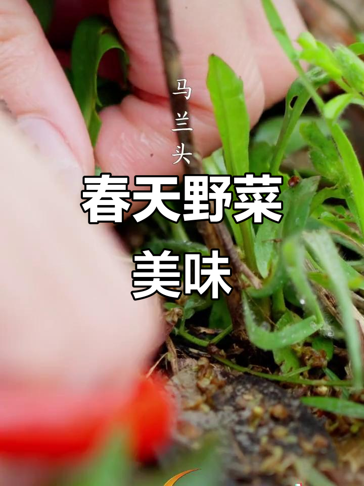 春天的味道:野菜美食大赏