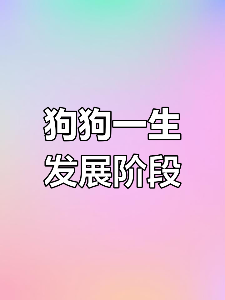 狗狗成长与年龄对比,了解每个阶段的特征