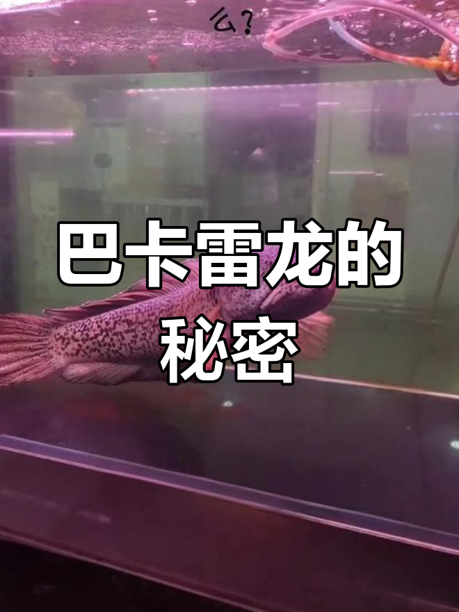 印度国宝巴卡雷龙揭秘:夜市怪物的成长与特征