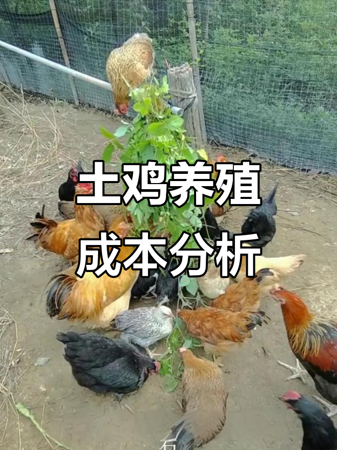 养土鸡的成本揭秘:一只鸡一年到底要花多少钱?