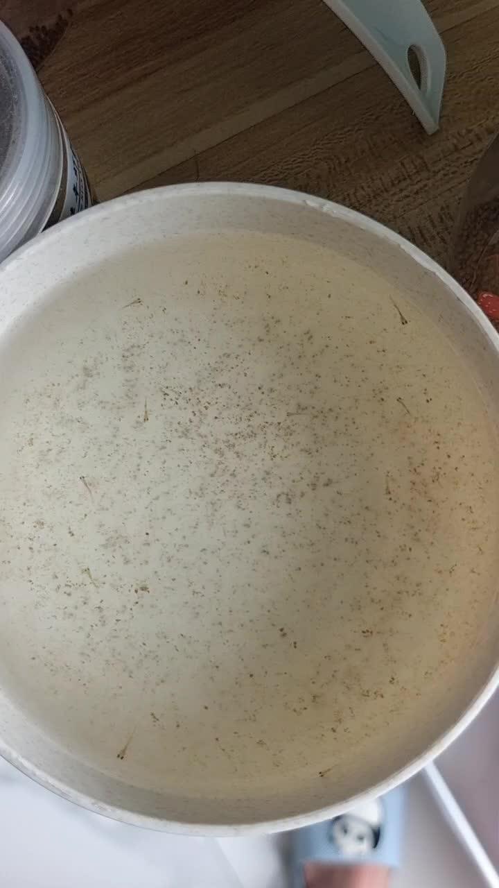 仙女第二次产籽成功孵化出十二三条鱼苗,鱼缸里已有两三天未见鱼苗游动,应该不会再有孵化出了,