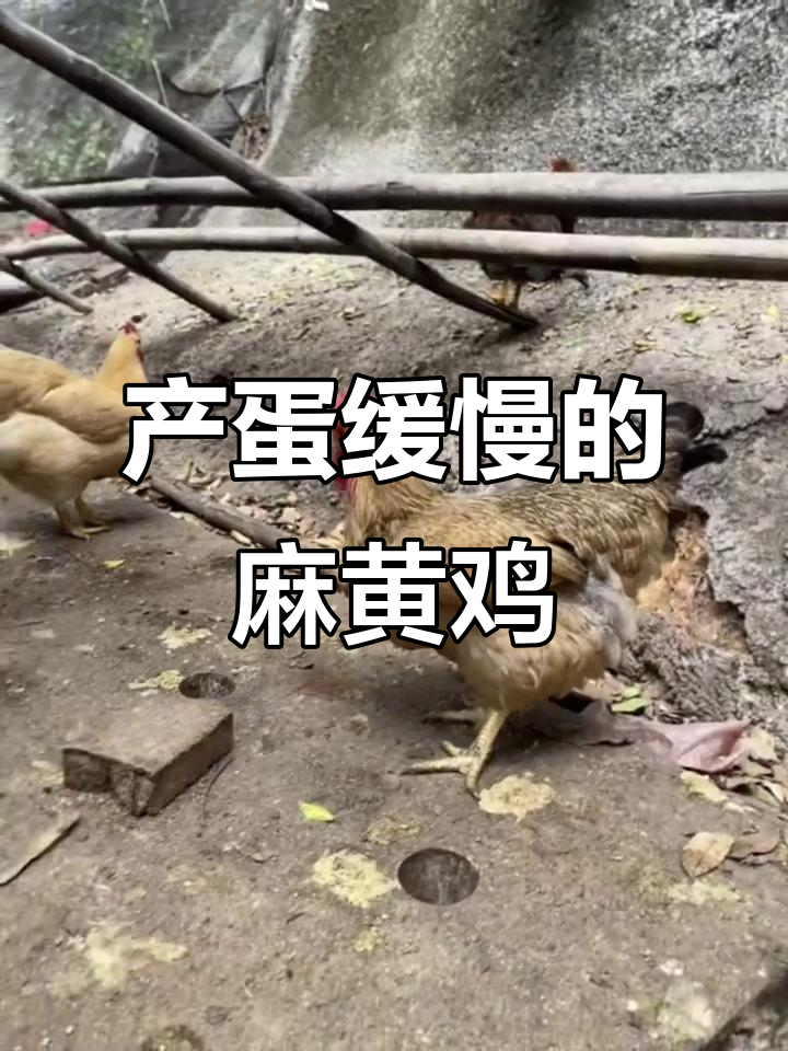 麻黄鸡产蛋慢，10个月才见一个！