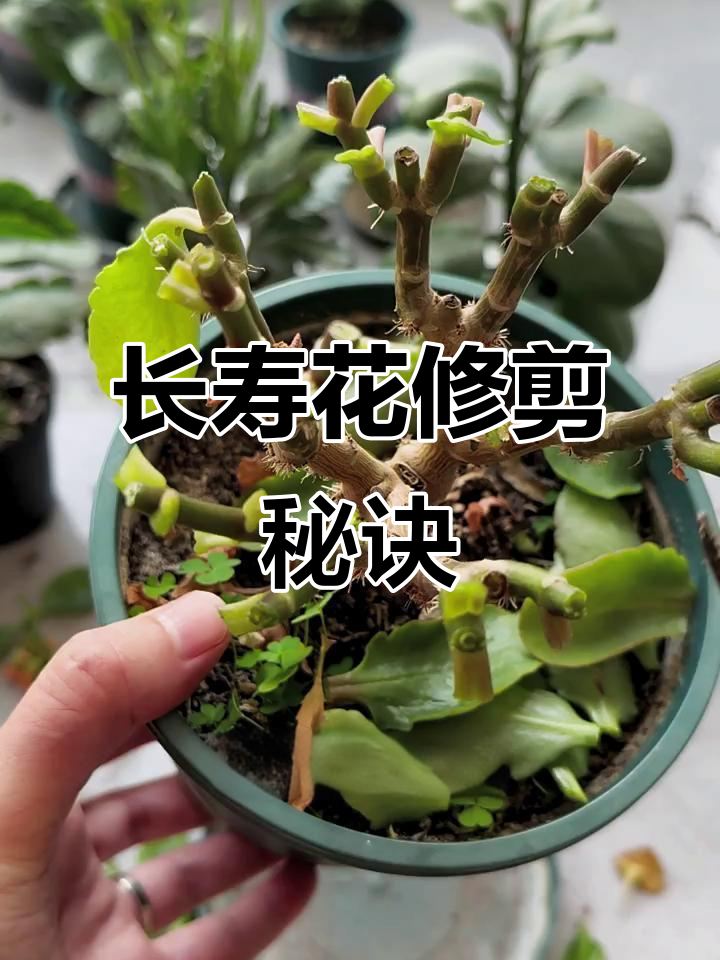长寿花花后修剪技巧,轻松打造完美老桩造型