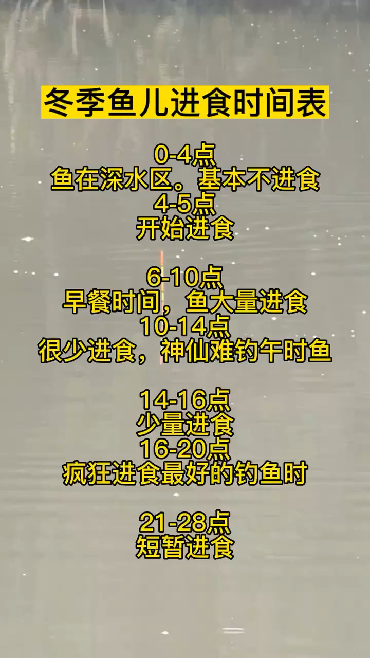 冬季鱼类进食时间表