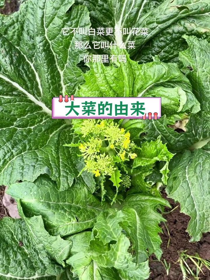 南方特色大菜,自家种的新鲜蔬菜