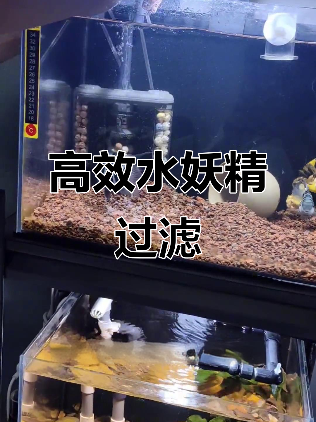 水妖精过滤器:增氧、培菌、吸污全能,鱼缸必备神器