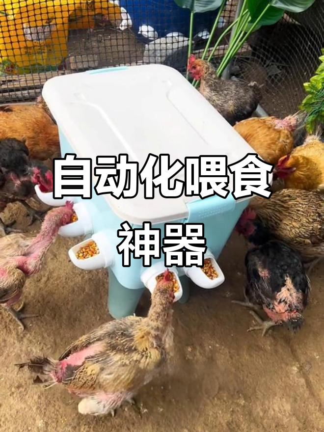 自动喂食器让养鸡更轻松,省心又省力