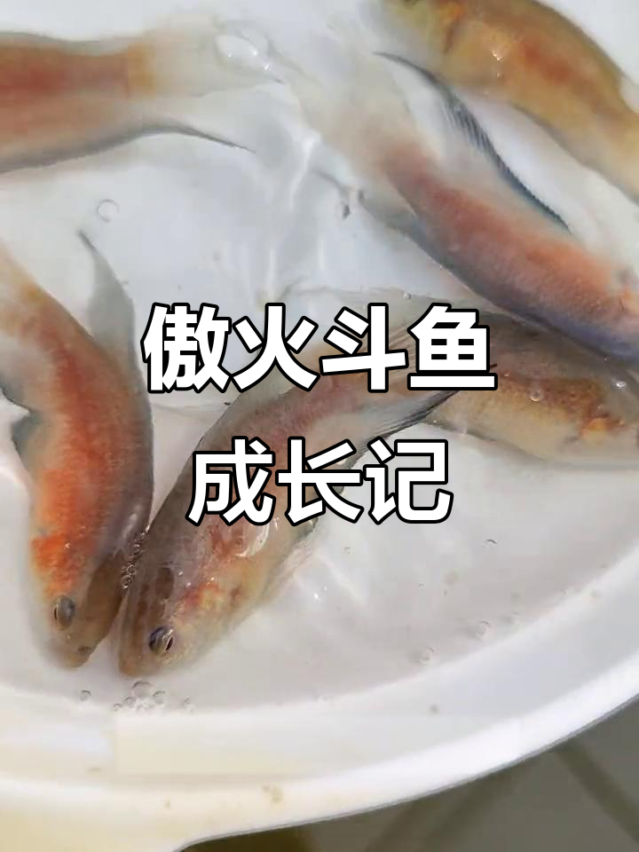 傲火斗鱼发情大揭秘,速度惊人难以捕捉