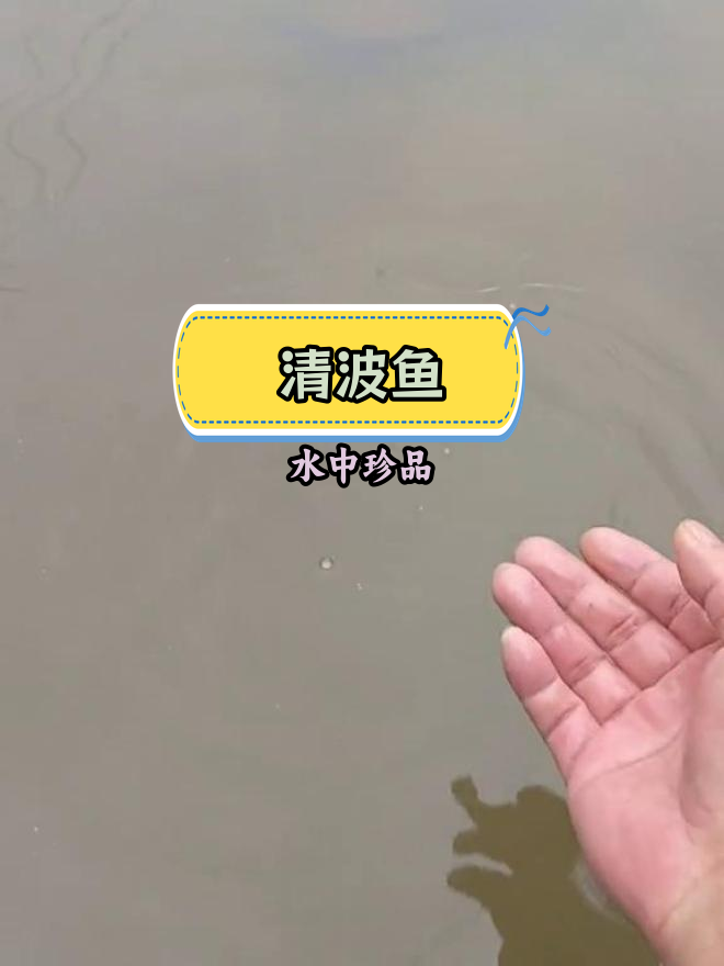 大型草食性鱼类,清波鱼:长江特产,肉质鲜美