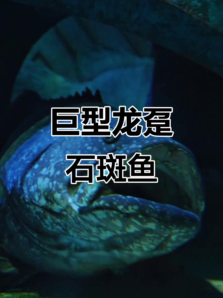 龙趸石斑鱼:世界上最大的猛鱼,神秘海底生物揭秘