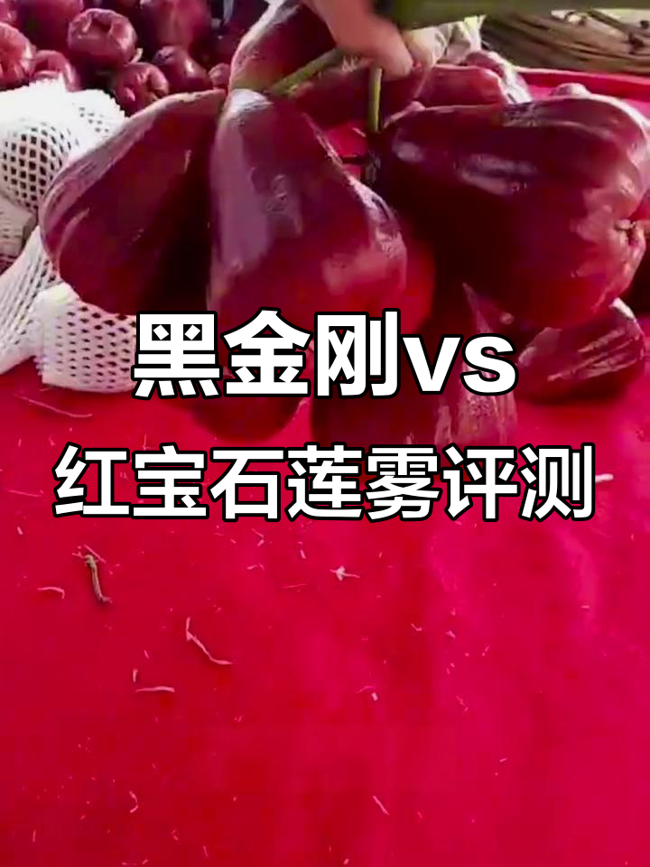 莲雾测评:黑金刚与红宝石的口感大比拼