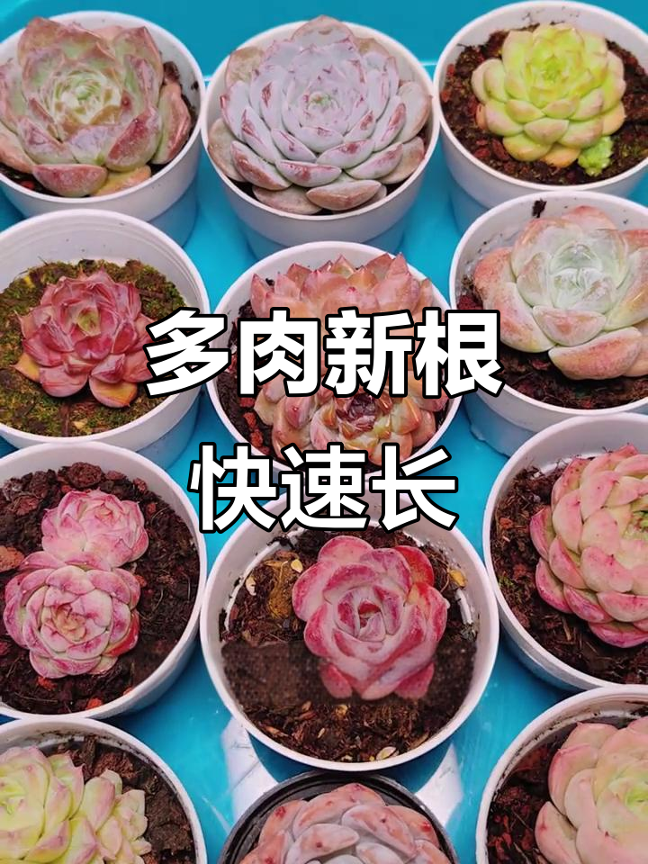新买多肉上盆前这样处理,发根更快更健康
