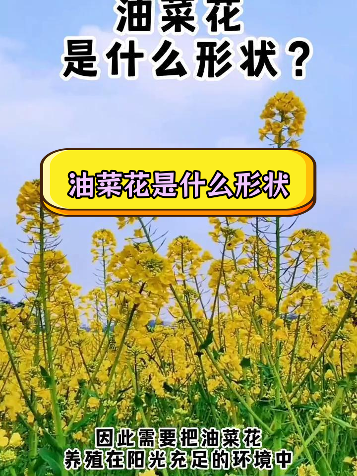 油菜花的形态特征与生长环境