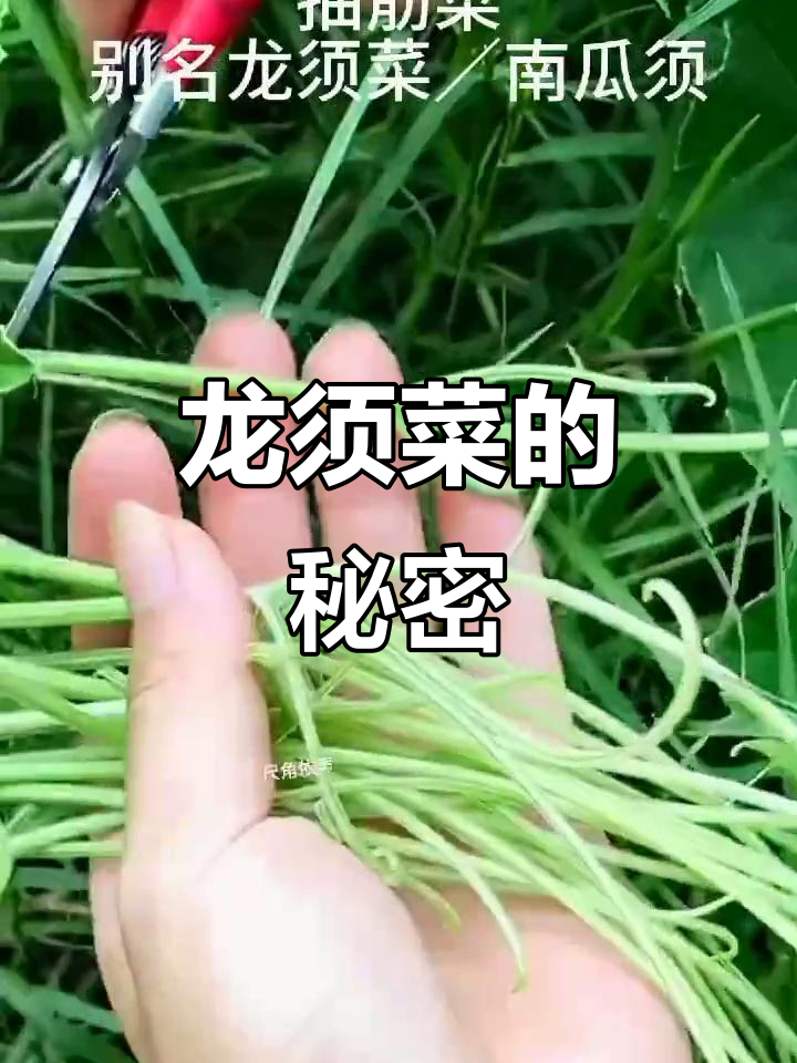 农村的“抽筋菜”,晒干能卖120元一斤,你认识吗?