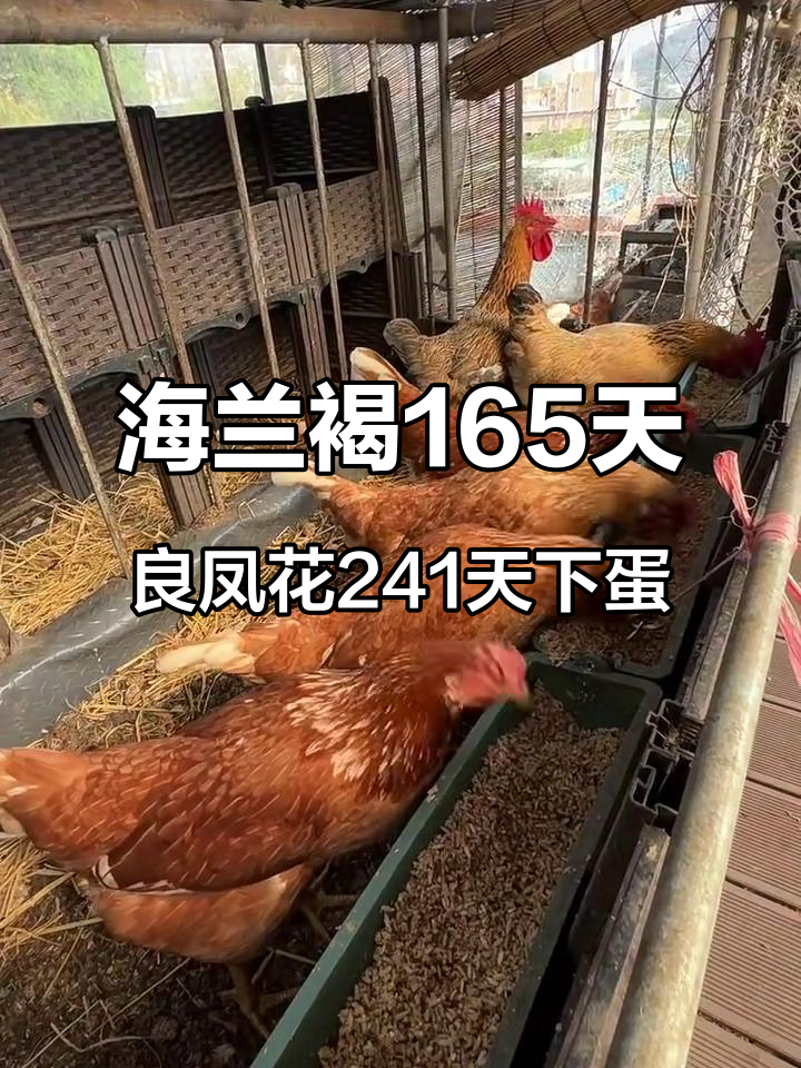 海兰褐与良凤花鸡的日常：越狱、下蛋，忙得不可开交