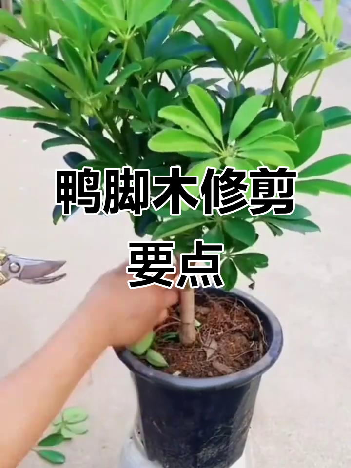 鸭脚木修剪技巧,打造更美观的盆栽造型