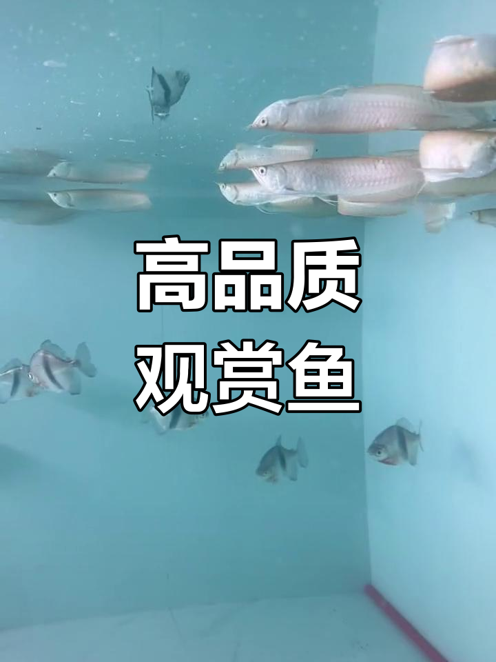 精品观赏鱼推荐:粗线银板、零号元宝与白子银龙