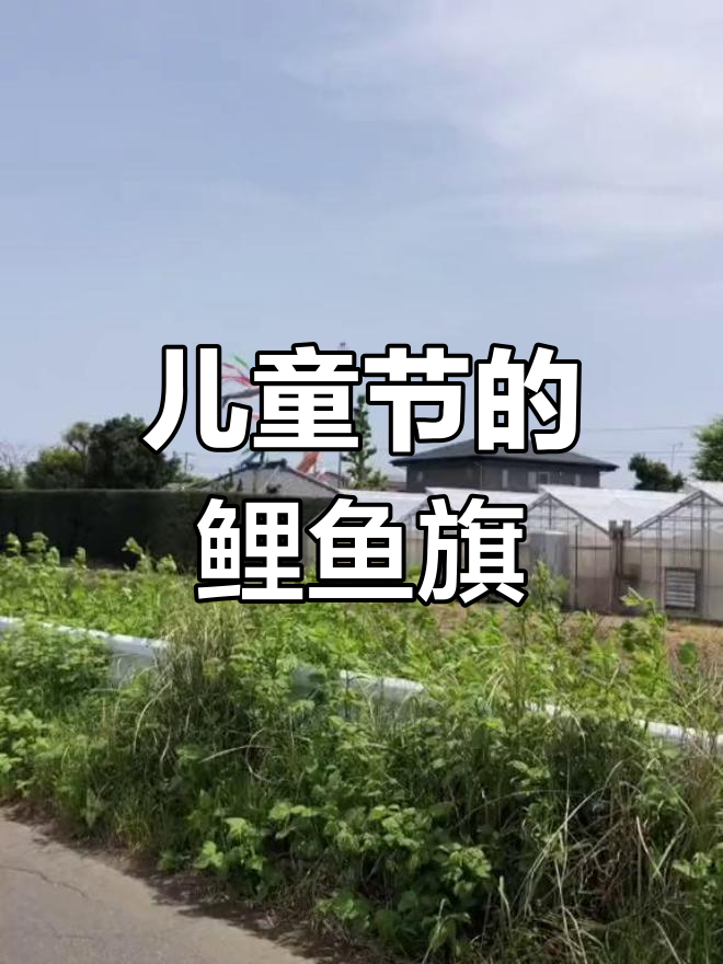 日本男孩节:鲤鱼旗与未来梦想