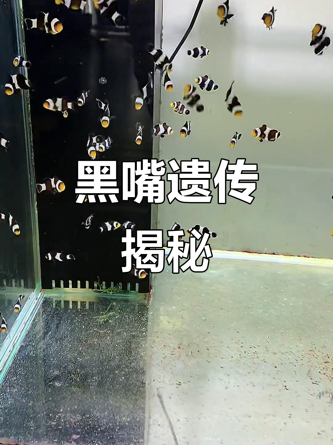 黑色嘴巴遗传稳定,早晚发色,后代几乎全黑!