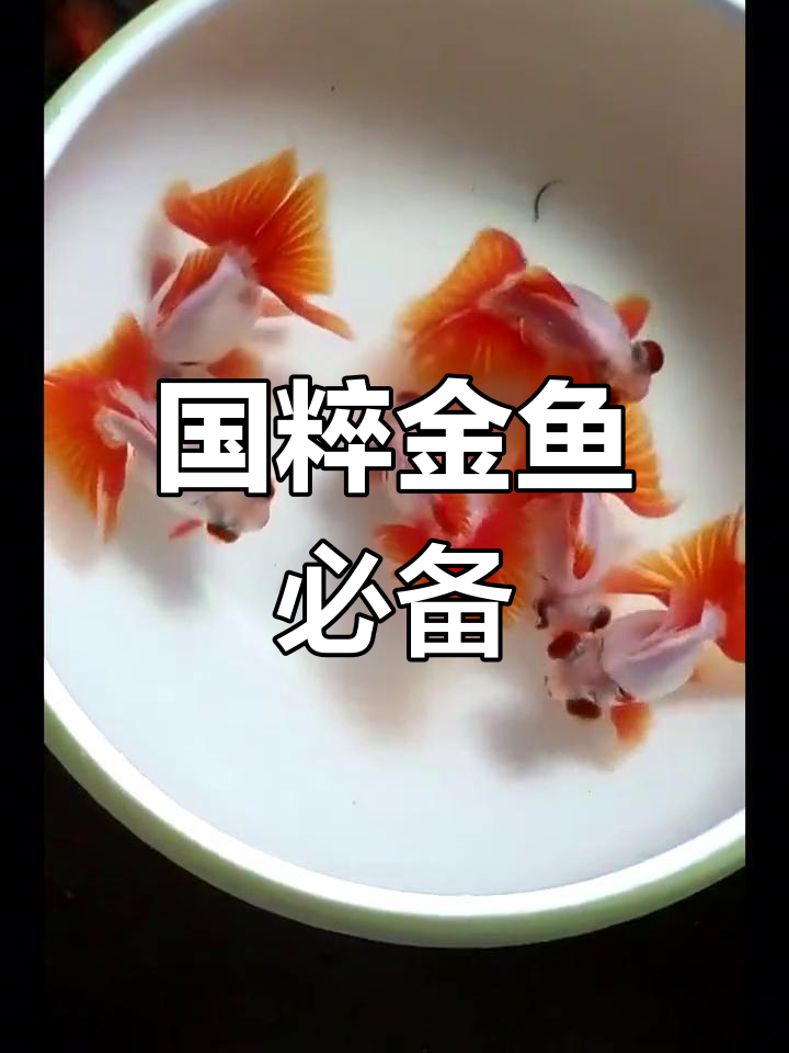 12红碟尾金鱼,玩家必选品种