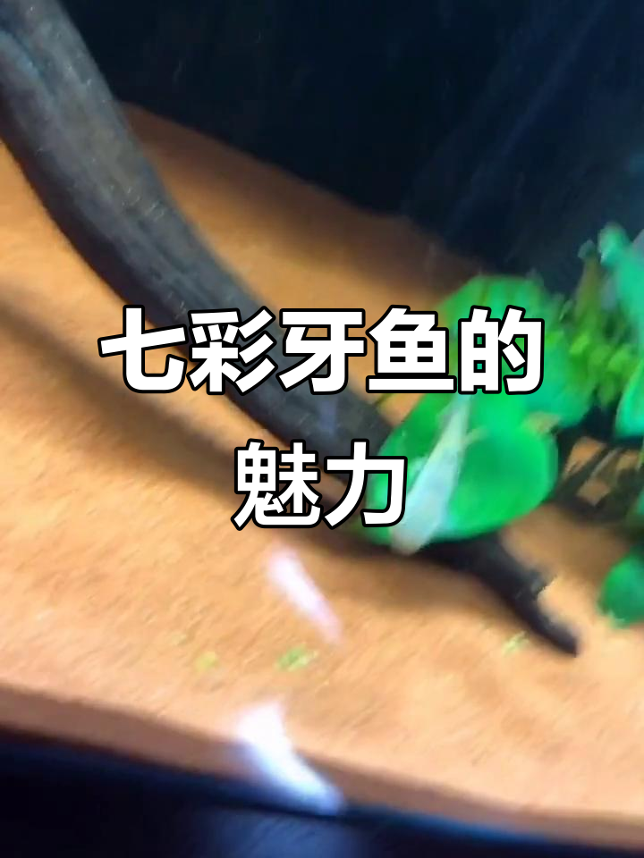 小型牙鱼凶猛可爱,互动性强