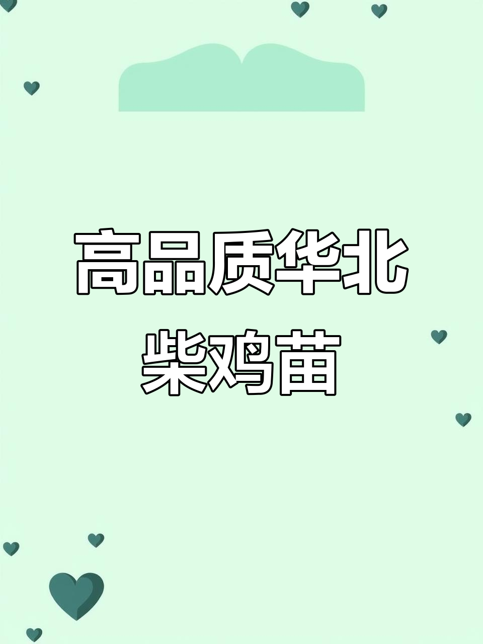 华北柴鸡苗:优质脱温小笨鸡,公母可分,健康好养