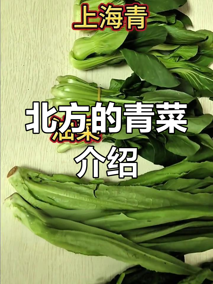 北方青菜大揭秘,南方朋友必看!