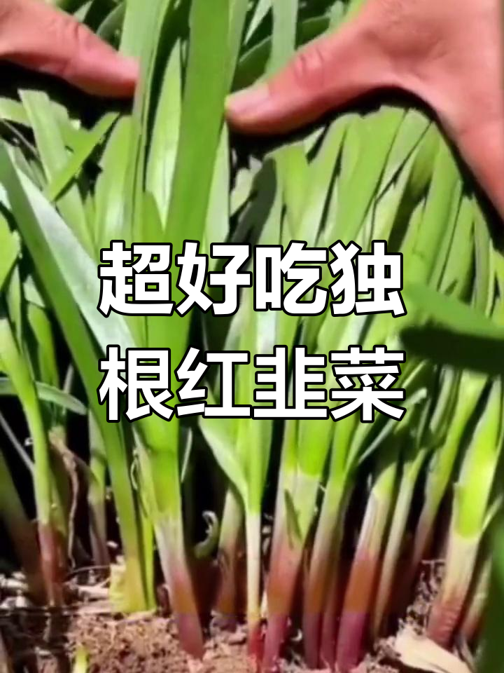 独根红韭菜,鲜嫩美味,阳台小院轻松种