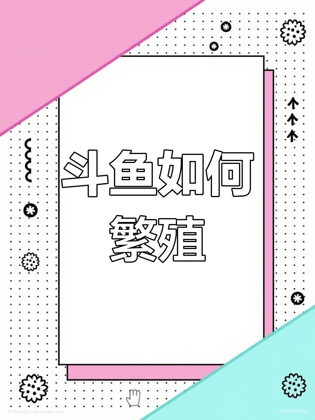 中国斗鱼繁殖全攻略,轻松掌握