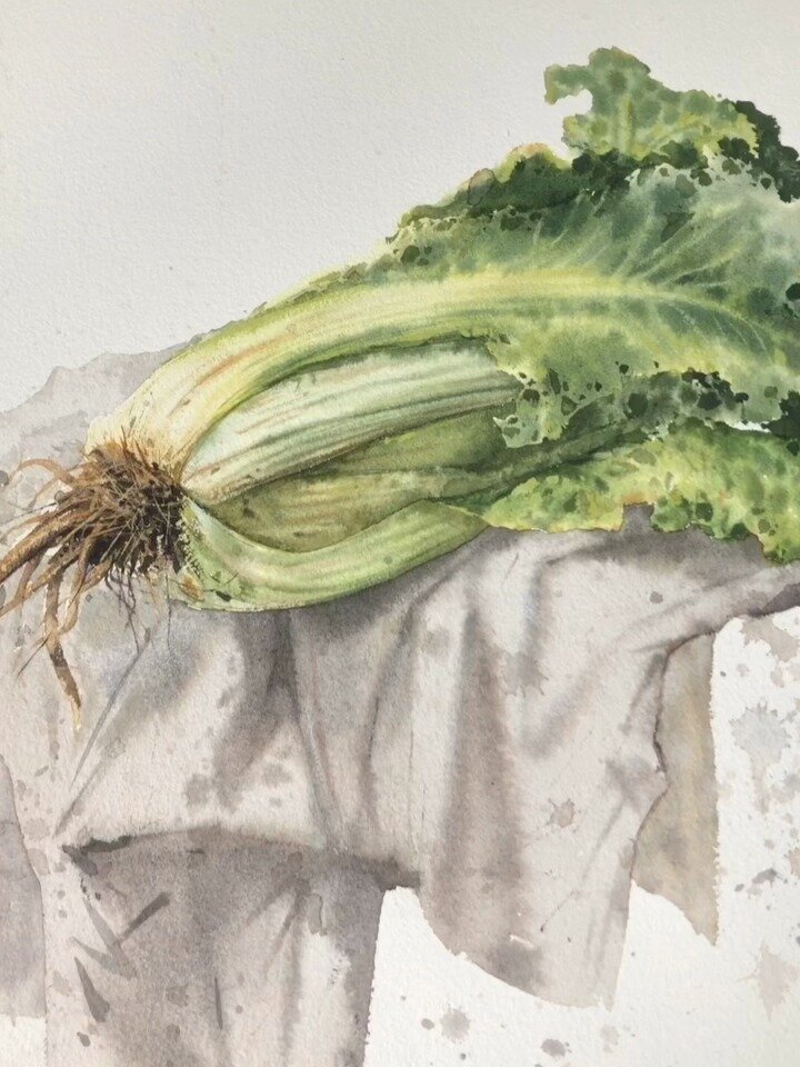 《画白菜》,素材:艺术研究生